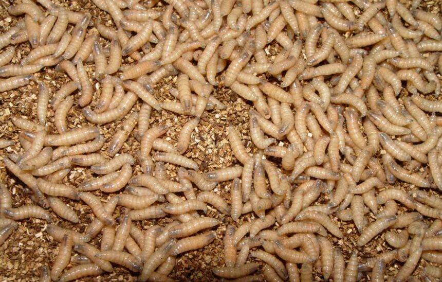Larvae hatch from New World screwworm eggs within about 24 hours before burrowing into the infested animal’s wound to feed on living flesh.
