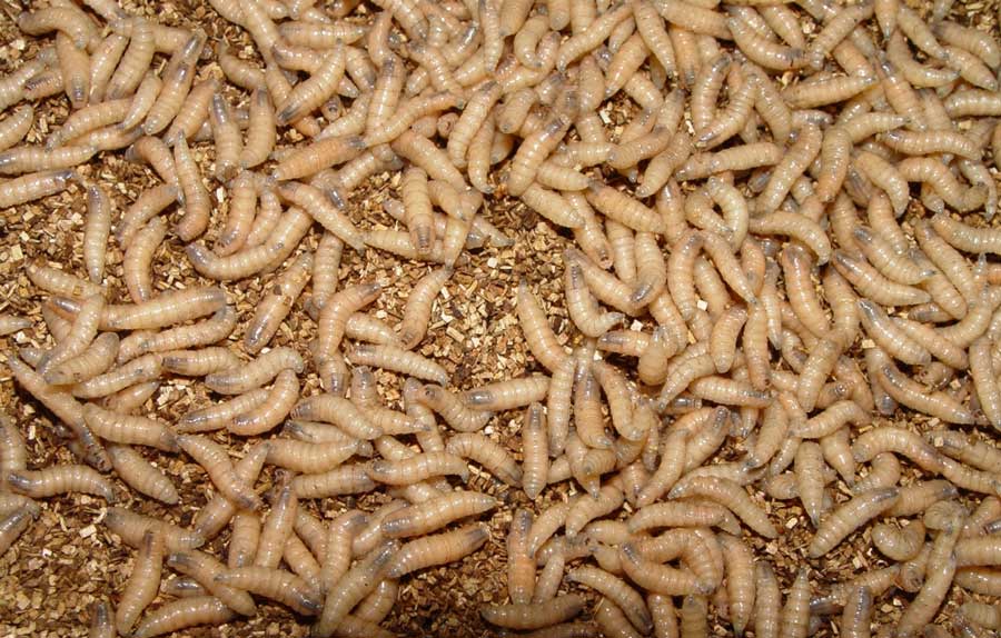 What you need to know about the flesh-eating New World screwworm