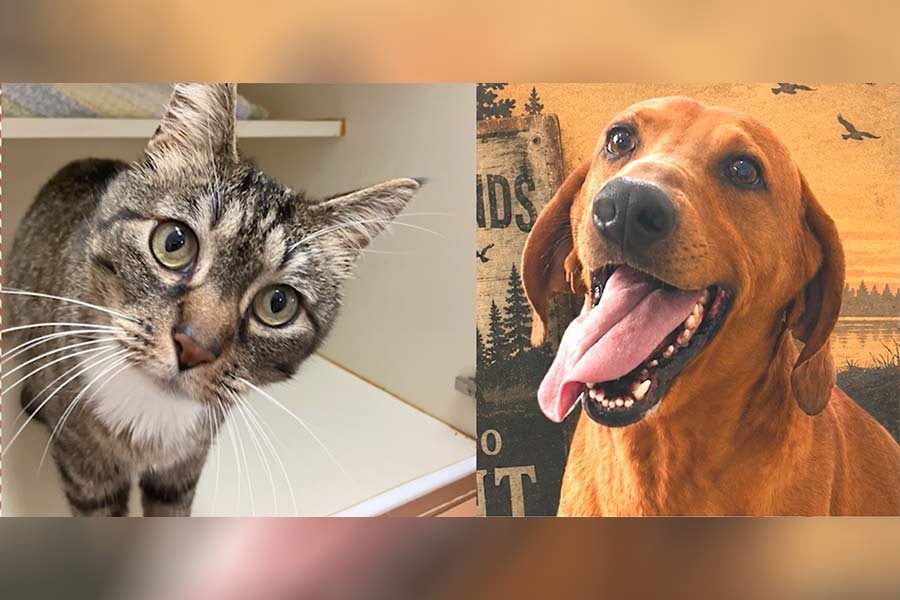 Your new best friend could be in this video