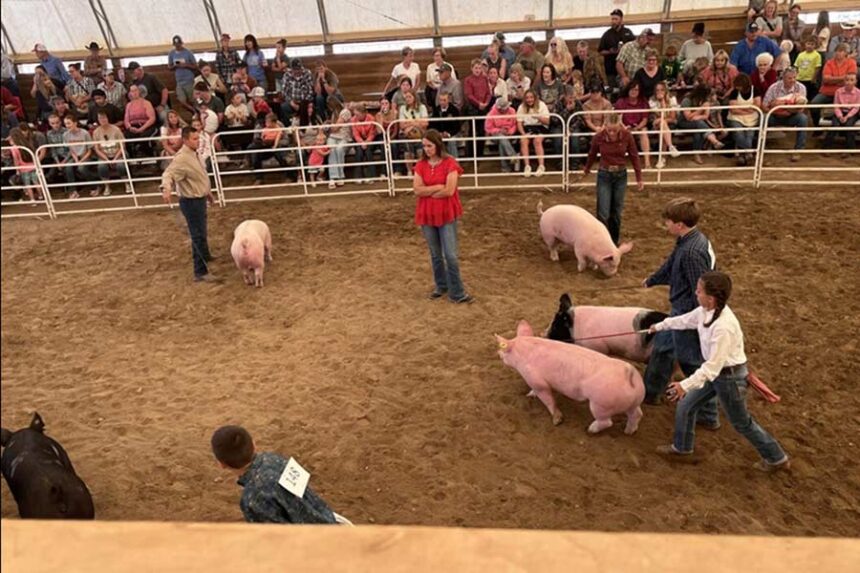 The Bannock County 4-H has grown significantly in the last several years and instructor Nikki Ennis says pigs are the most popular livestock projects. | Courtesy Nikki Ennis