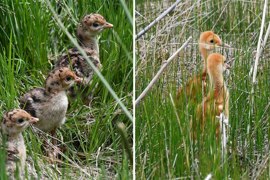 Bird-watching in the grass: Poults and colts are now active