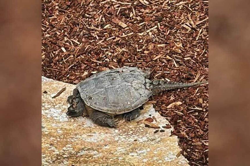 snapping turtle in Garden City