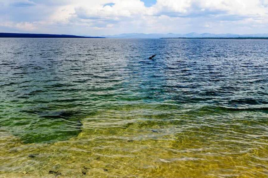 The blue-green lake bottom of Yellowstone Lake, near West Thumb, on a July afternoon. (Envato Elements stock image)