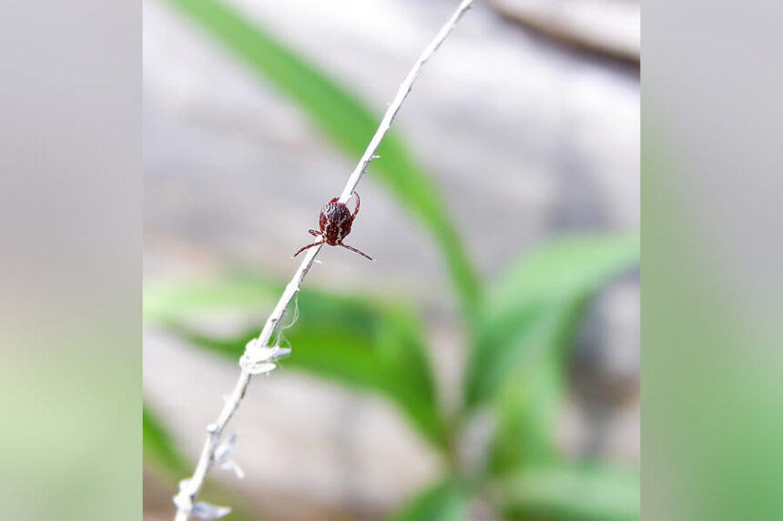 tick