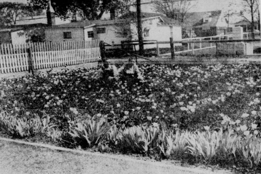 Mr. and Mrs. Enoch Littleford, kneeling, are breathing the sweet fragrance of their 12,000 tulips -- that's what we said -- 12,000 tulips, at their place at 466 Seventh Street. The Post Register cameraman, somewhat overwhelmed by the panoramic of ... colored beauty, was able to snap less than a third of the multihued tulips, now in full bloom in most yards and gardens of Idaho Falls. Mr. Littleford, totally blind for many years, assisted by his wife, has made a mammoth sized hobby of flower raising. The tulips, as tulips will, multiply each year. The Littlefords, incidentally, will celebrate their golden wedding anniversary next June 10. They have on many occasions sent bouquets of flowers to those in hospitals, sick or the shut-ins. As a finishing touch, they even are caring for irises, shown in the foreground, peonies, bleeding hearts, lillies, daffodils and narcissus. Caption dated May 25, 1951.