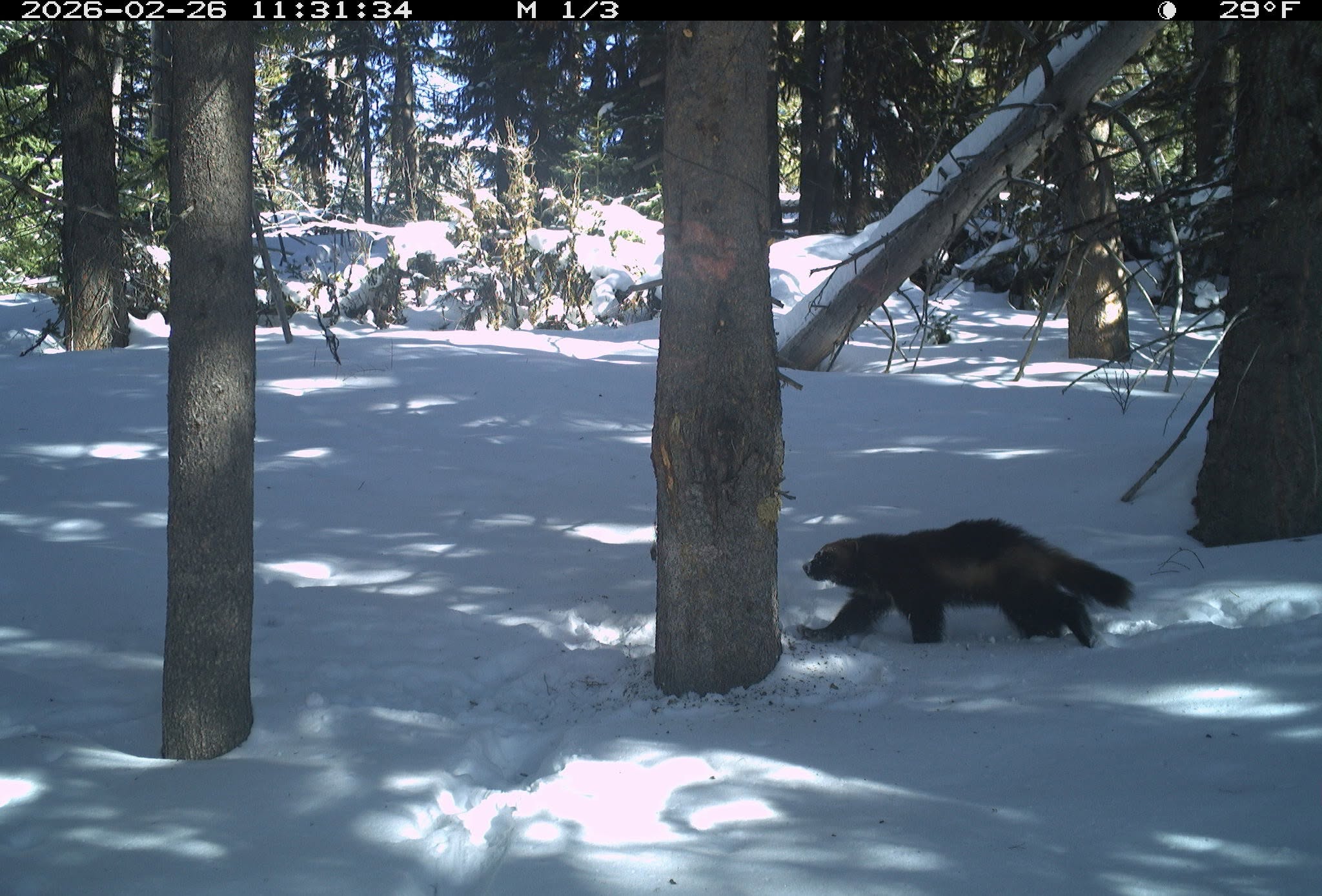 Idaho forest’s wolverine pictures blew up on Facebook. What did research show?
