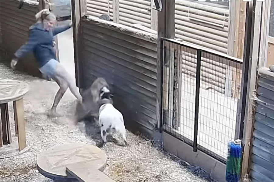 You have to see this! Woman kicks cougar that was attacking her goat