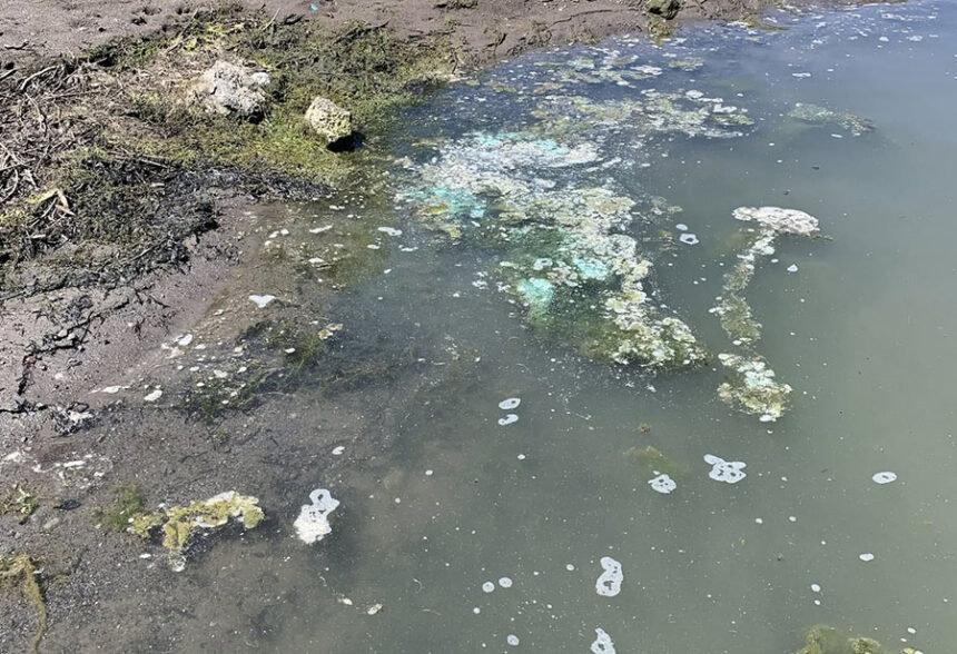 Island Park cyanotoxins