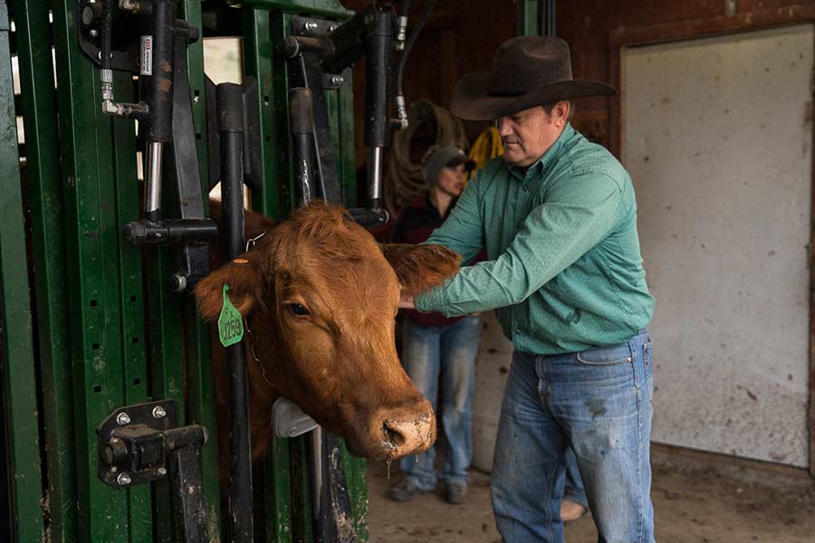 Idaho rancher installing a virtual fencing collar on one of his cows. | Courtesy Lane Justus