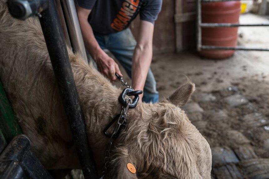 Virtual fencing collars are a high-tech management tool for ranchers that are growing in popularity. | Courtesy Lane Justus