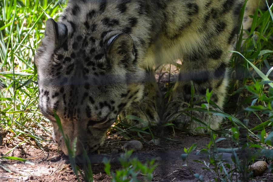 Lenny the snow leopard