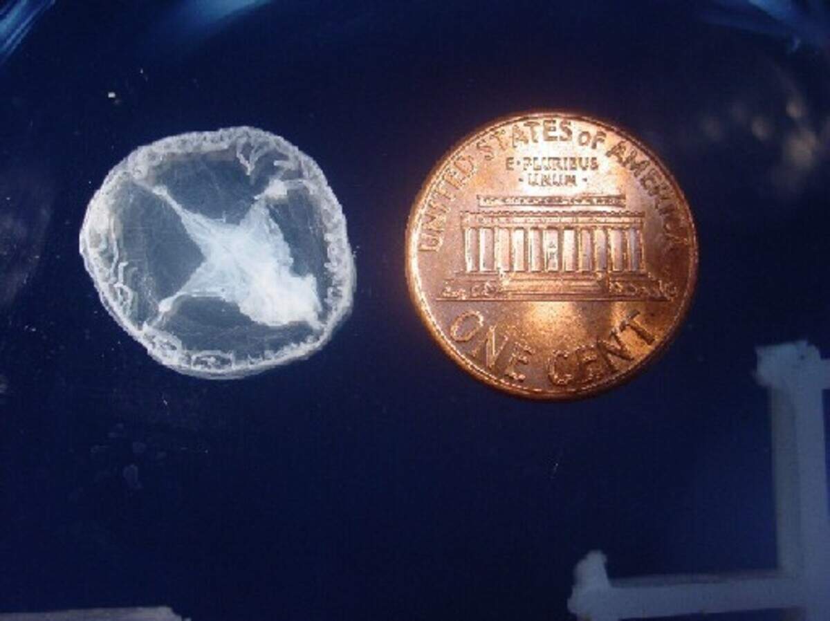 Sometimes called the “peach blossom jellyfish,” Craspedacusta sowerbii are easy to miss. The earliest sightings in the U.S. date back to the early 1900s. | Myriah Richerson, USGS