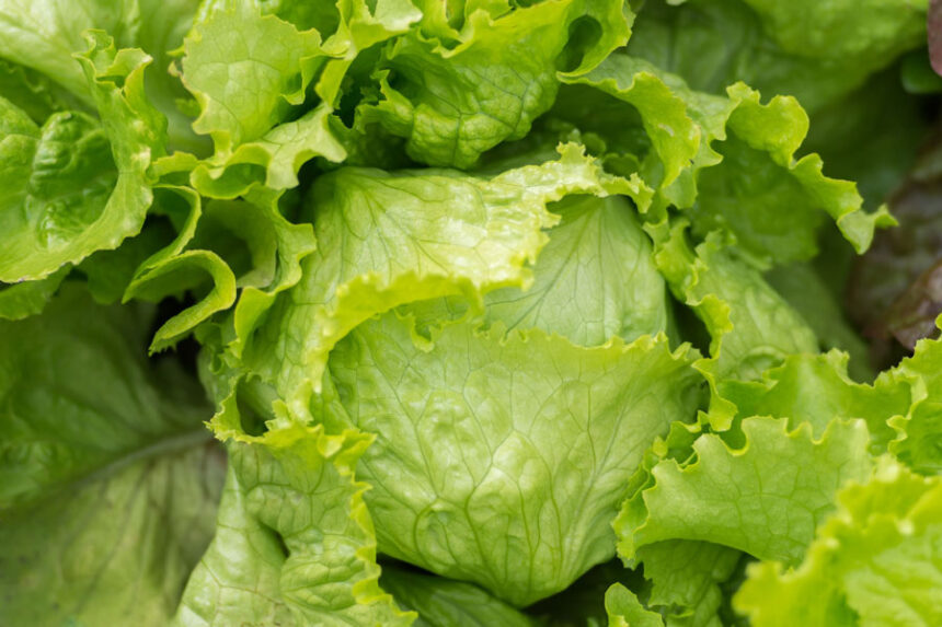 Taylor Farms said it's recalling iceberg lettuce products shipped to 27 states due to potential contamination with the parasite cyclospora. | Svetlana Popova, iStockphoto, Getty Images via CNN Newsource