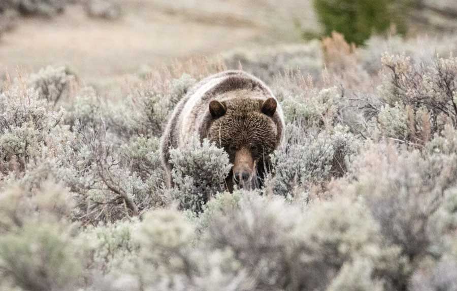 A grizzly bear at Yellowstone’s Soda Butte Creek in July 2020.