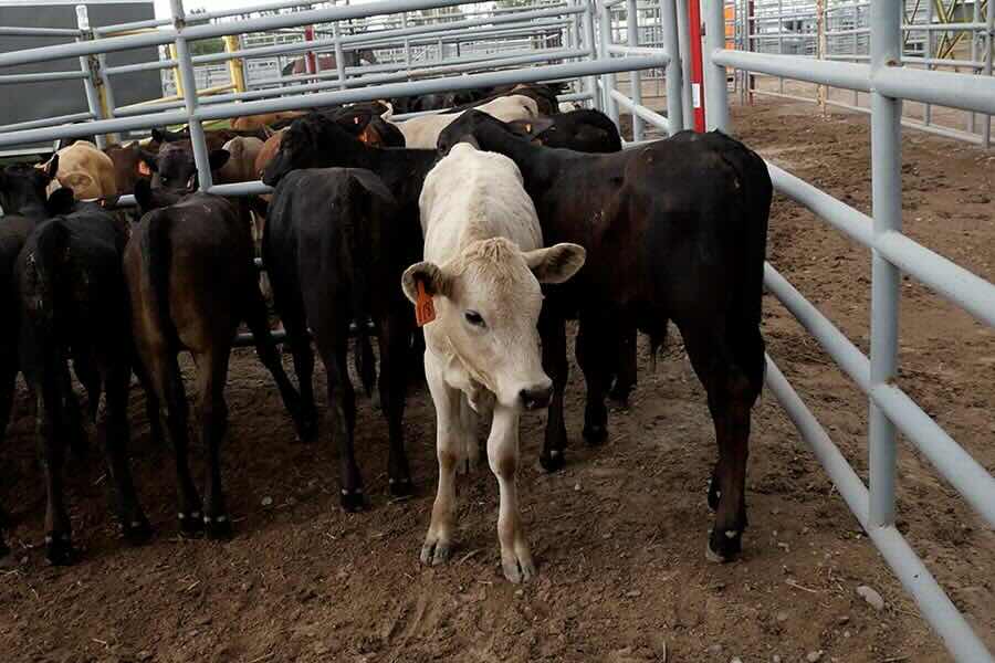 Calves that will be used in War Bonnet Rodeo competitions are seen in a pen at Sandy Downs in Idaho Falls on Wednesday, July 29, 2026.