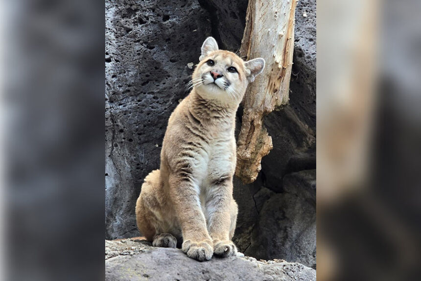 Zoo Idaho Cougar Kitten