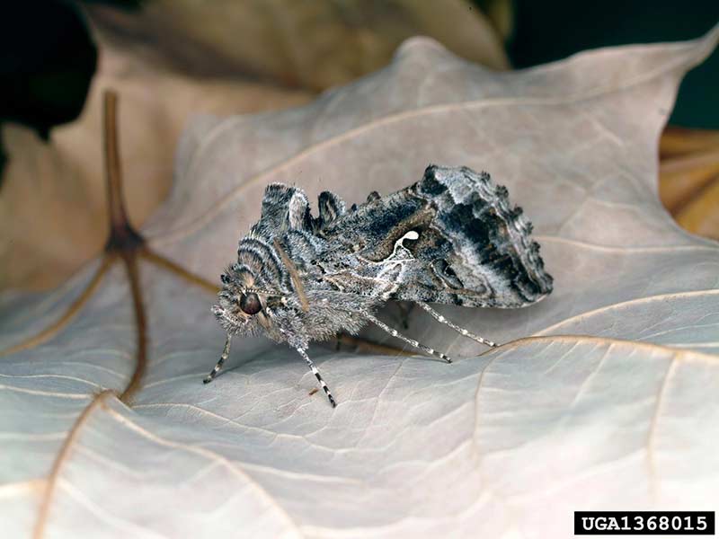 The adult moth of the cabbage looper. Joseph Berger, Bugwood.org