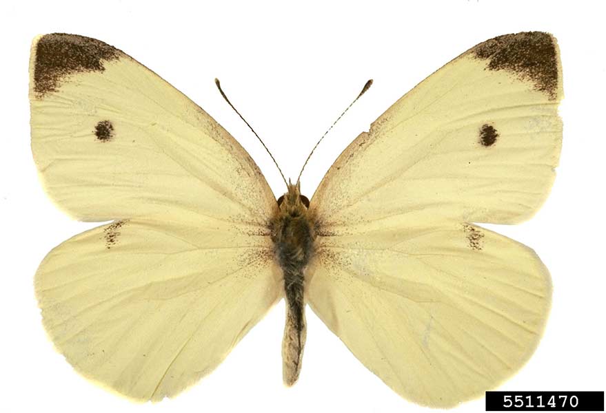 cabbage worm