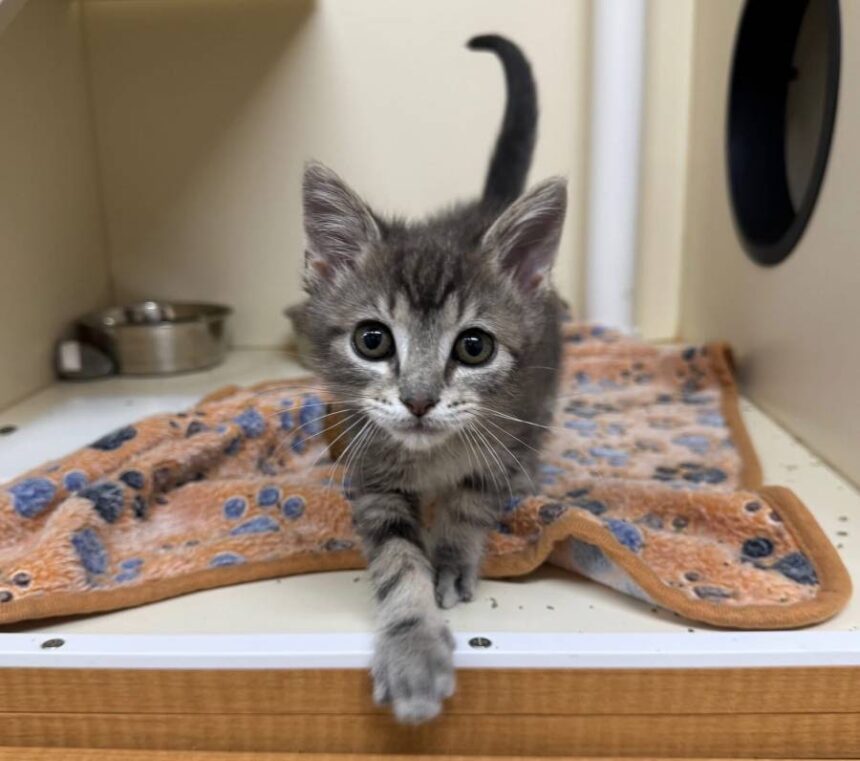 Idaho Falls Animal Shelter