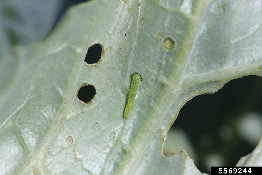 The cabbageworm larvae. Whitney Cranshaw, Colorado State University, Bugwood.org