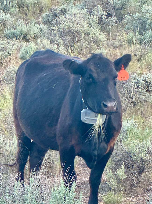 Virtual fencing collar on one of Jay Smith's cows. | Courtesy Cheyenne Smith