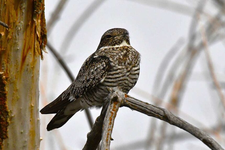 A Common nighthawk before it tries to camouflage itself on a vertical branch. | Bill Schiess, EastIdahoNews.com