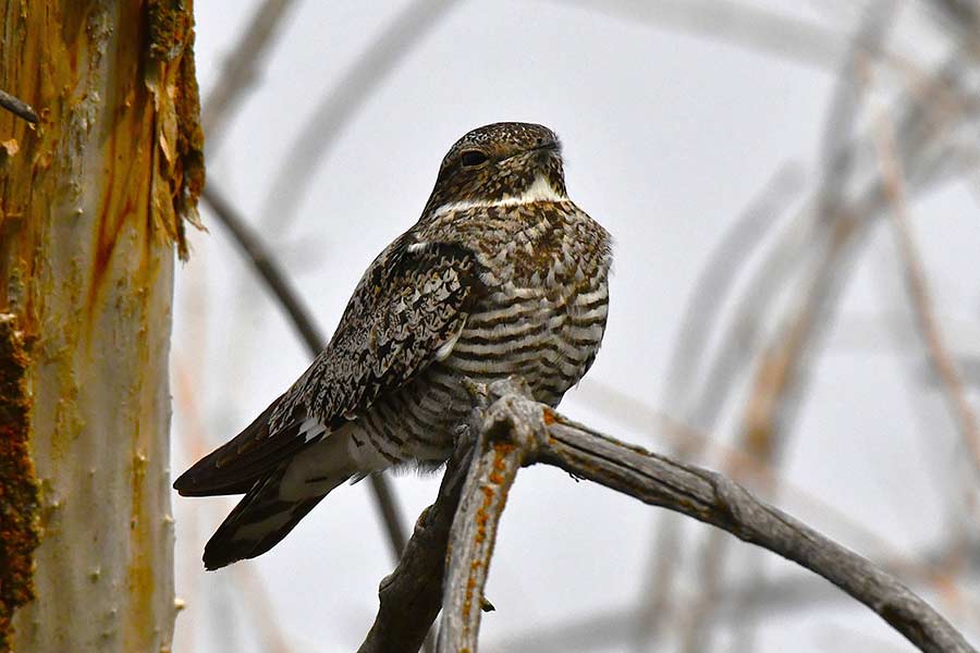 This tiny bird knocked my hat off — and it wasn’t afraid to do it again
