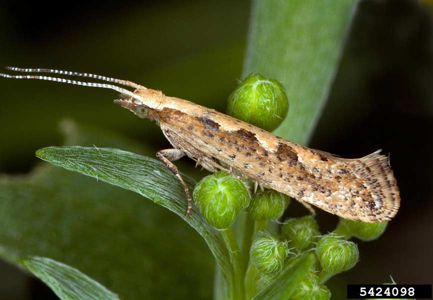 The adult diamondback moth. David Cappaert, Bugwood.org