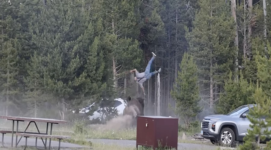 Bison at Yellowstone Park attacks tourist, sending him flying at least 8 feet in the air