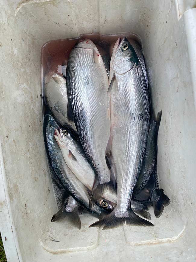  Kühler von Kokanee von Ririe mit zwei über 17 Zoll. | Bill Schiess, EastIdahoNews.com