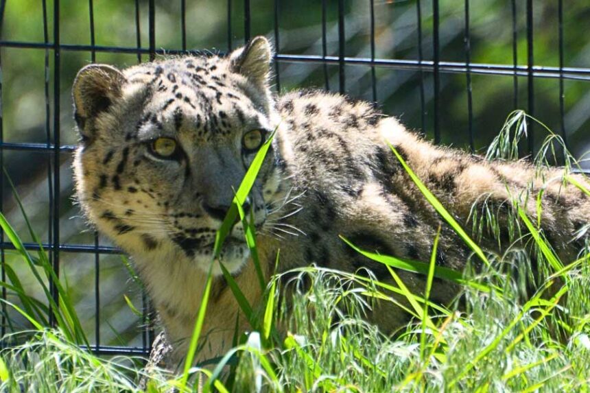 Lenny the snow leopard