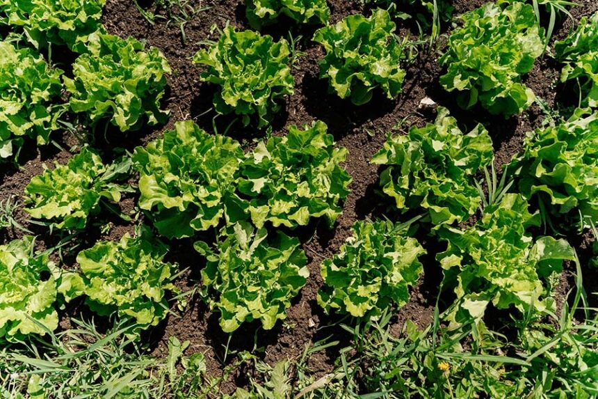 Most experts believe that water contaminated with cyclospora is the vehicle that puts the parasite on produce. But it's unclear how that water gets contaminated in the first place. Mandatory Credit: Anna Mardo/Moment RF/Getty Images via CNN Newsource