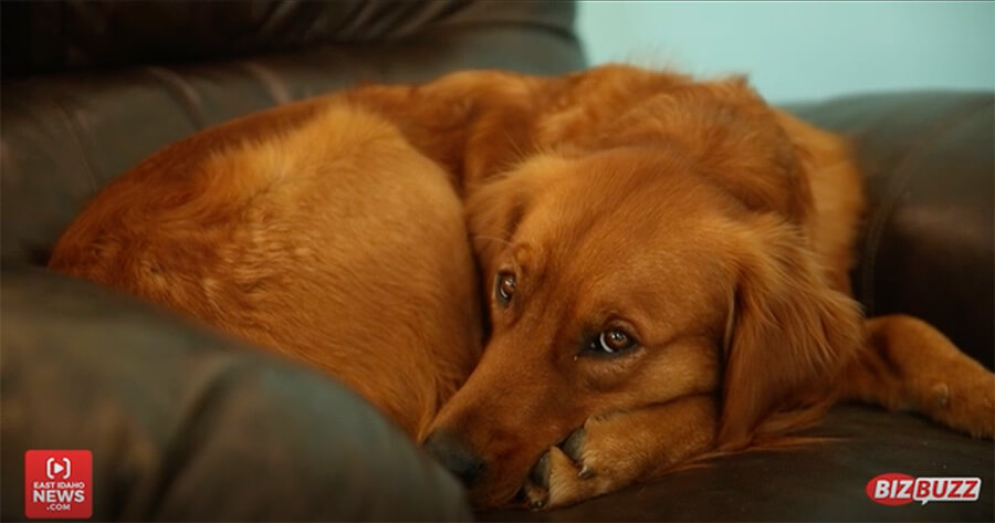 Mikki, the dog at Atelier Yvona