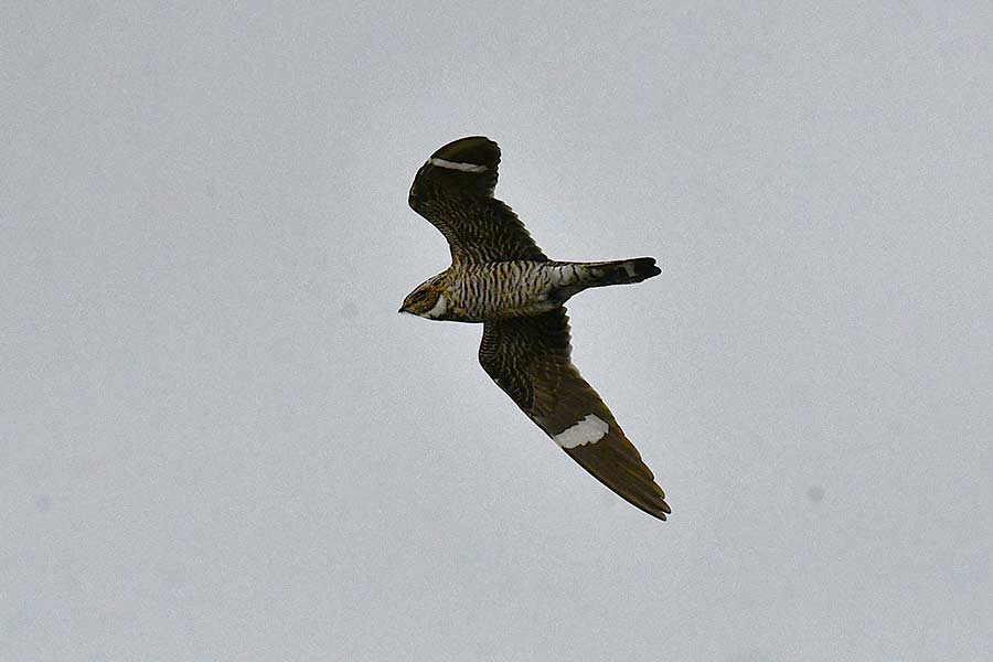 A Common nighthawk catching flying insects hatch on a pond at Camas National Wildlife Refuge. | Bill Schiess, EastIdahoNews.com 