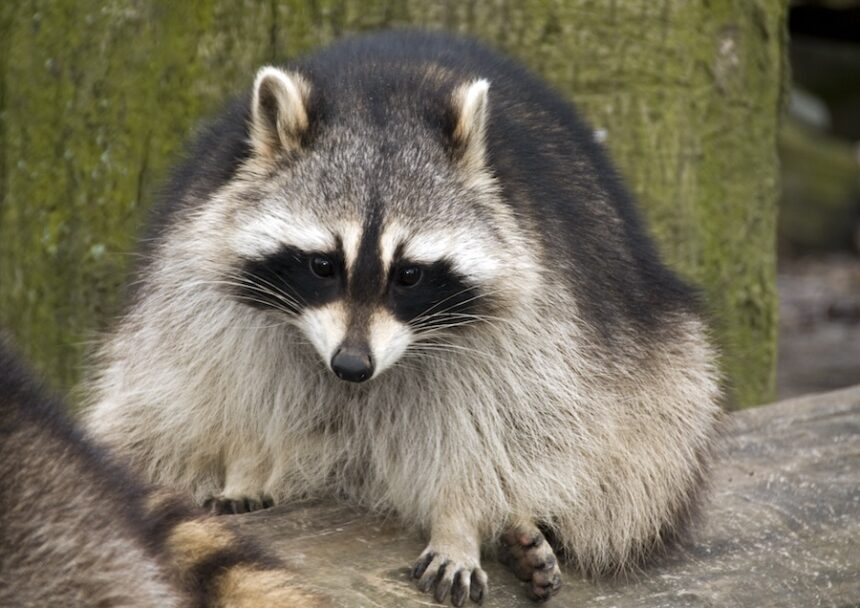 raccoon portrait in a natural woodland environment 2026 03 19 23 49 18 utc