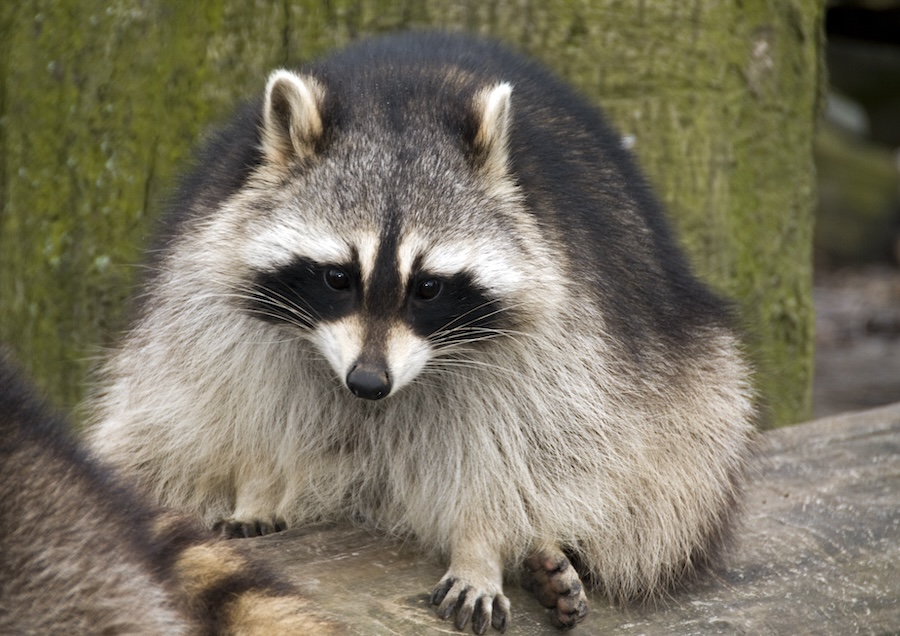 Canine distemper confirmed in local raccoons after surge in sick animals - East Idaho News