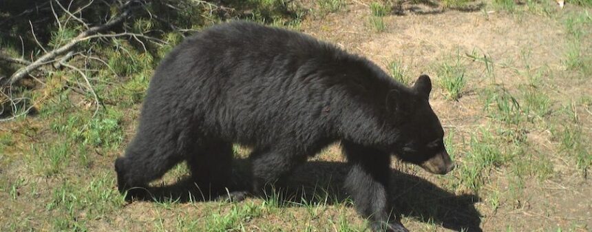 small black bear