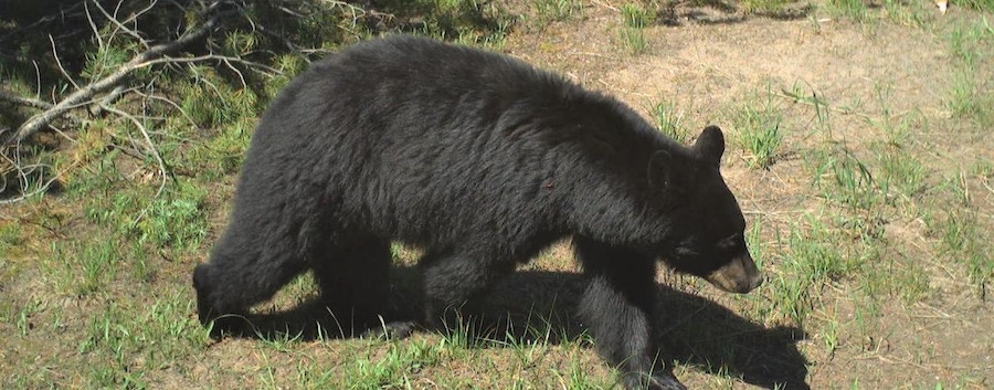 Bear euthanized after breaking into sleeping family's home, devouring pumpkin pie and coming back for more