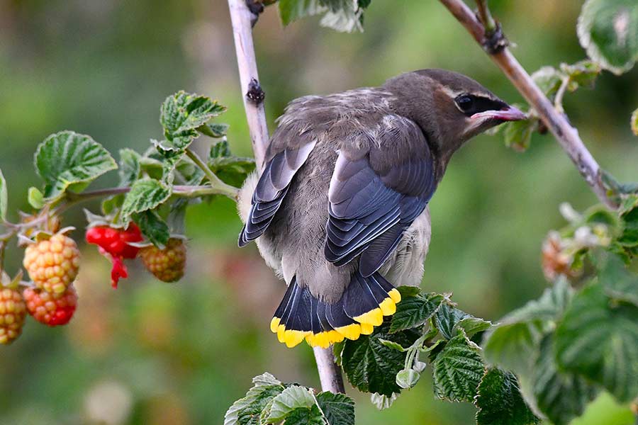 A young waxwing only three or four weeks old, tries to harvest some raspberries, but eat them it has to peck a part the berries. | Bill Schiess, EastIdahoNews.com