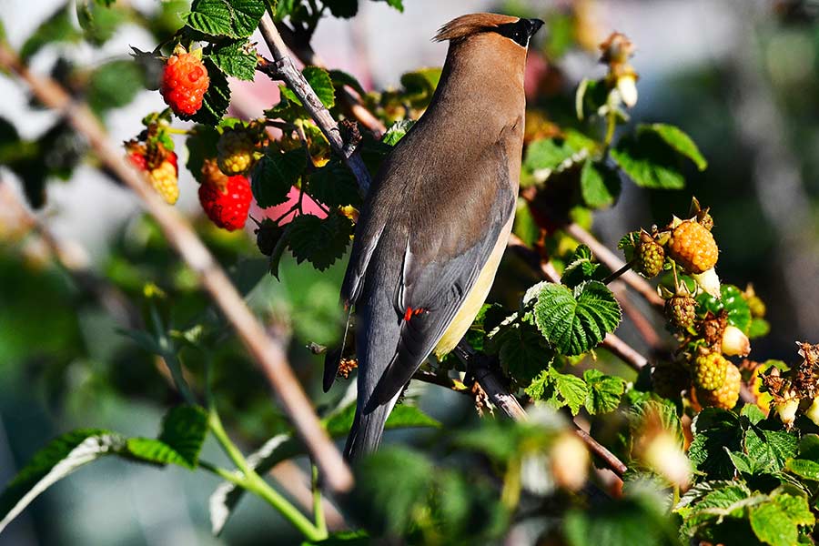 Waxwings swallow the berries whole when they can. | Bill Schiess, EastIdahoNews.com