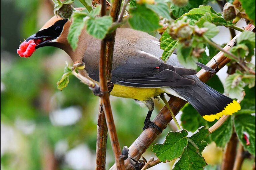 A Cedar waxwing looks every part as a thief with its eye patches as it steals a ripe raspberry. | Bill Schiess, EastIdahoNews.com