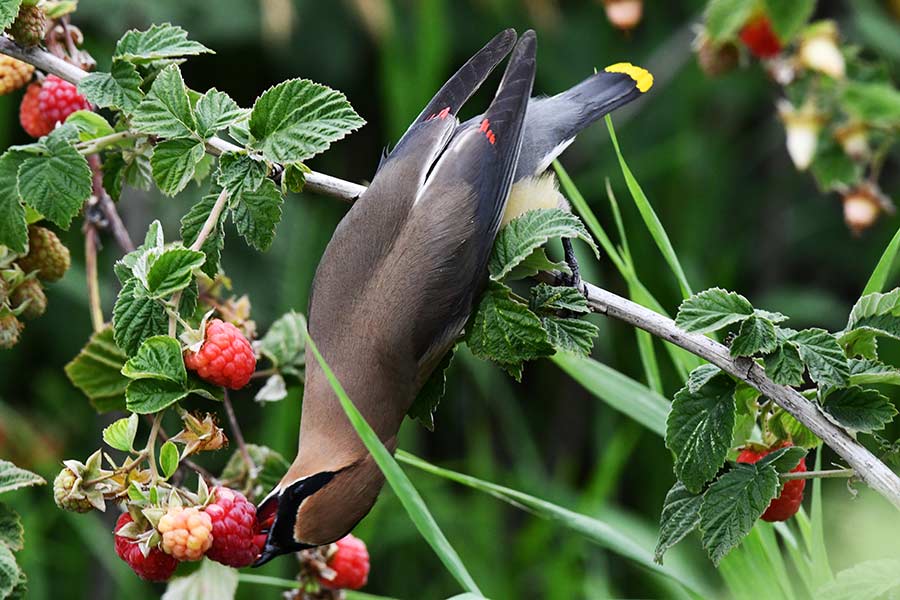 A waxwing reaches for a ripe berry and shows its red "wax" tips on it wings. | Bill Schiess, EastIdahoNews.com