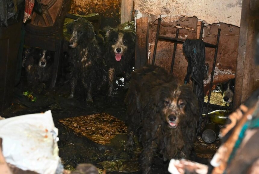 Animal horror house
