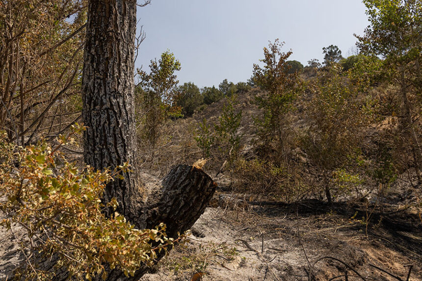 The view of the burned area near Cress Creek Nature Trail, caused by the Big Rock Fire. | Daniel V. Ramirez, EastIdahoNews.com