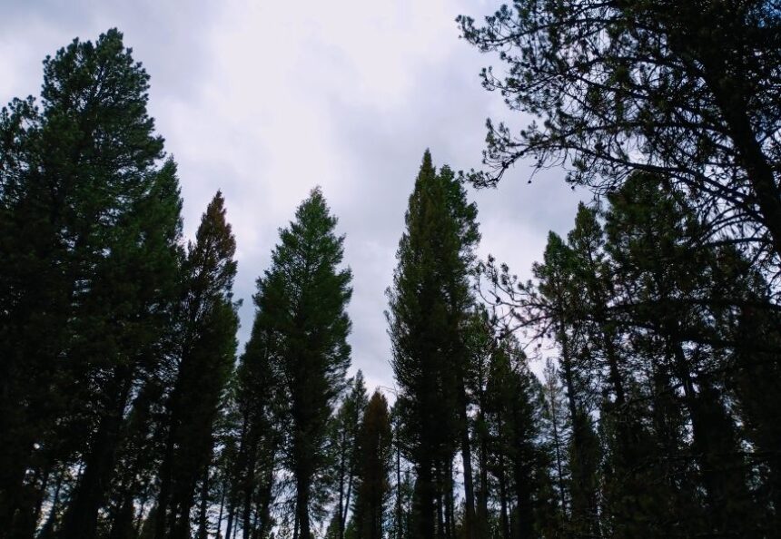 Caribou Targhee forest