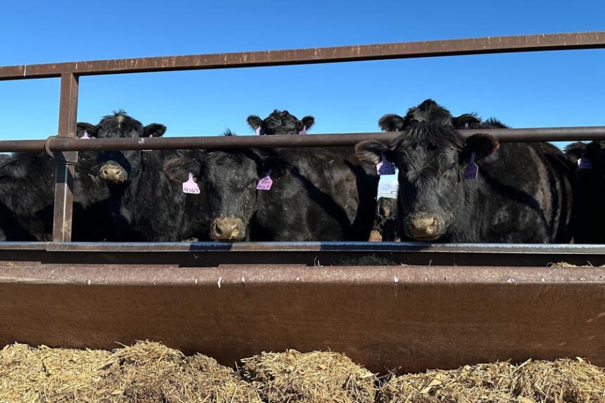Beef cows gather at the Diamond J Angus Ranch, March 31, 2026, near Mandan, N.D. Jack Dura, Associated Press