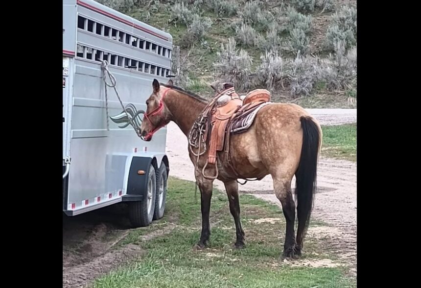 Doc, horse shot