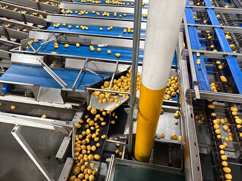 An aerial view of conveyors sorting fresh potatoes at Wada Farms in Pingree. 