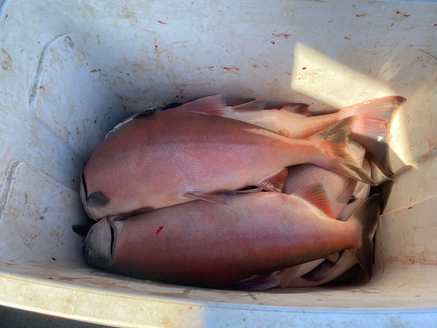 The kokanee meat is still good to eat even after they start absorbing their scales. | Bill Schiess, EastIdahoNews.com