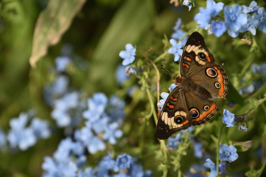 Watch thousands of butterflies, feed quails and learn about metamorphosis at The Butterfly Haven